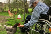 Ein alter Mann sitzt in einem Rollstuhl und beugt sich zu einem Huhn, das etwas aus seiner Hand pickt.