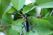 Asiatischer Moschusbock auf einem Kirschblatt