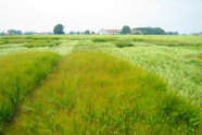 In Parzellen geteiltes Getreidefeld