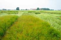 In Parzellen geteiltes Getreidefeld