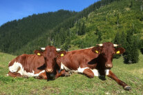 Zwei Pinzgauer Rinder liegen auf einer Almwiese